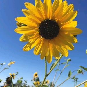 Meet your Posher, Cecilia